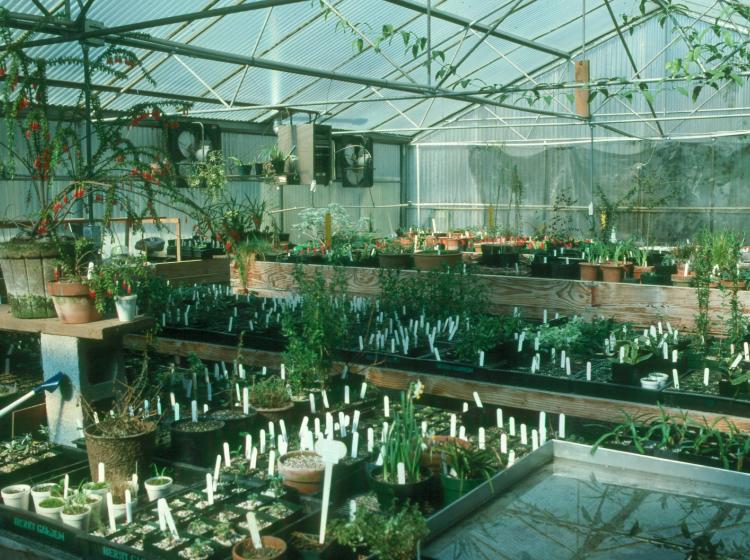 First greenhouse 1980
