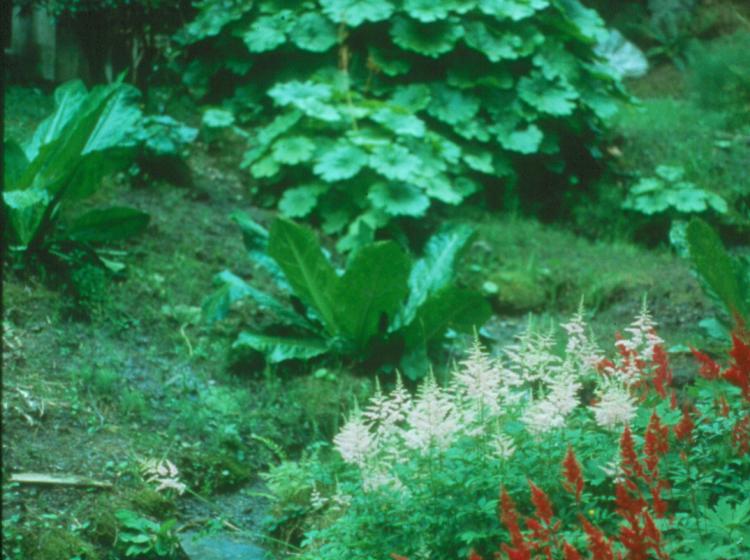 Water Garden (1983).