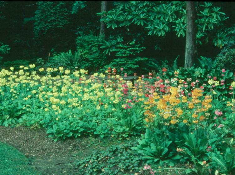 Primula Bed (1984).