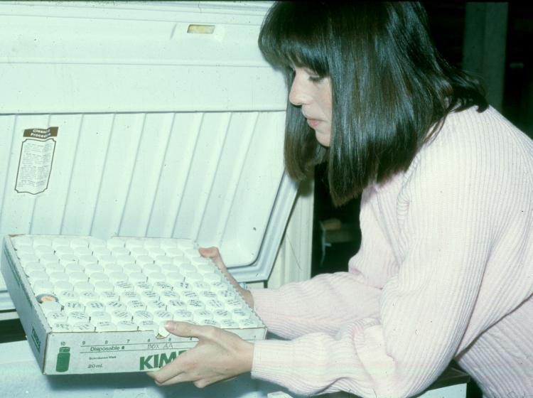 Seeds in glass tubes being placed in the freezer vault (1985).
