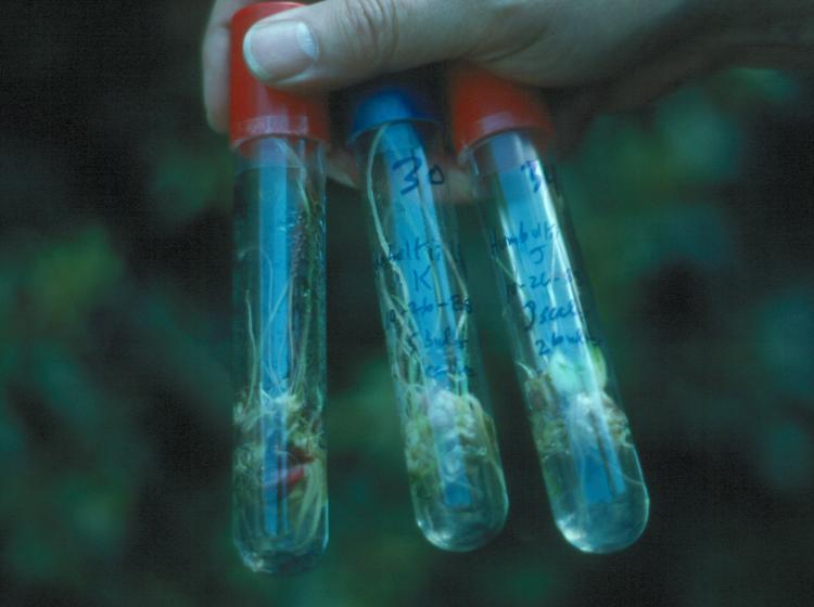 Micropropagation germination tubes (1989).