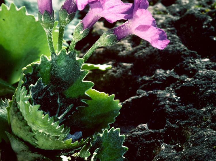 Primula marginata 1992