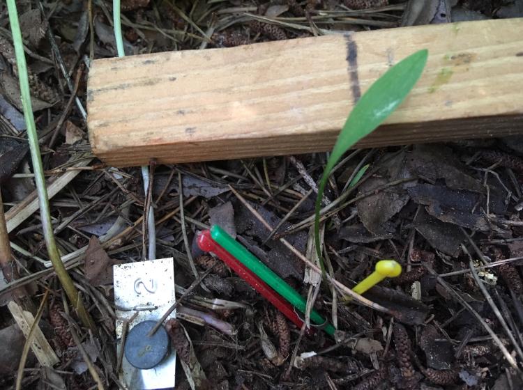 Lilium occidentale seedling in population augmentation project (Ed Guerrant, 2019).