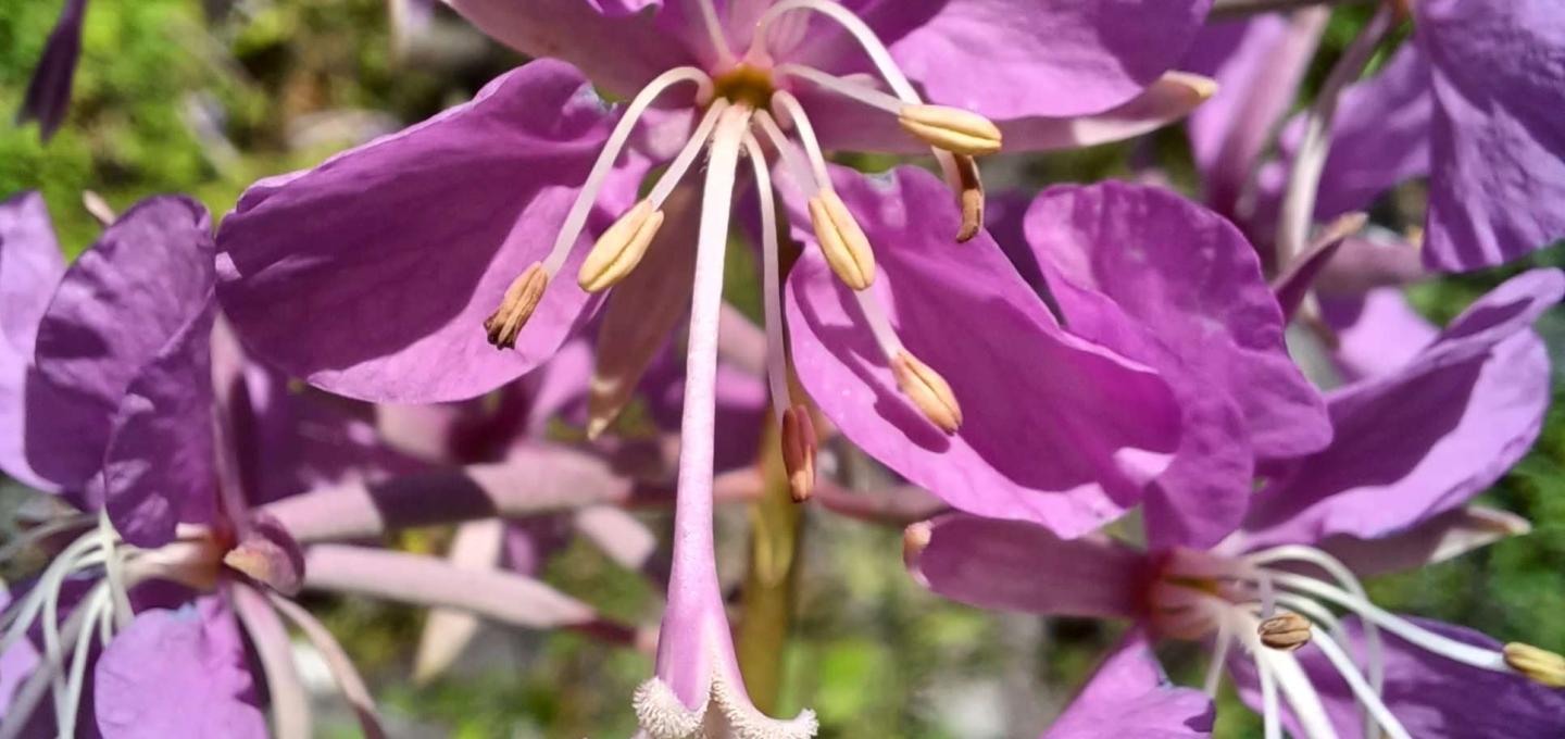 Chamaenerion angustifolium in flower