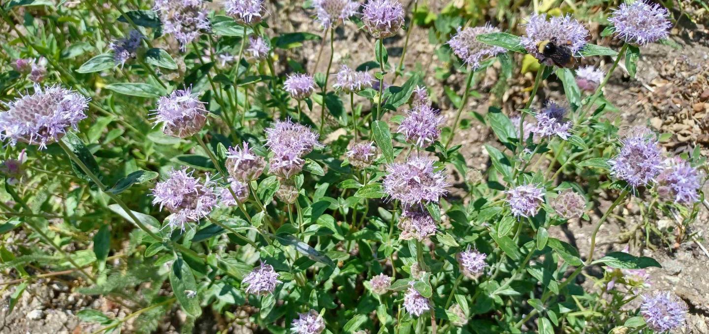 Monardella odoratissima flowering