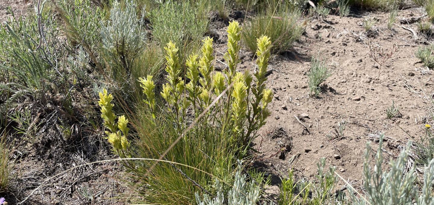 Castilleja chlorotica in its native sage brush dominant habitat