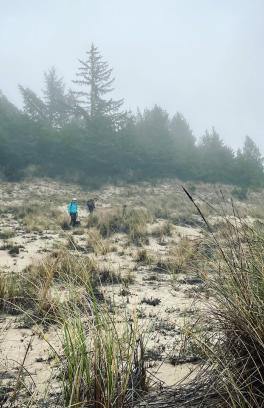 Seed collections on the Oregon Coastal dunes