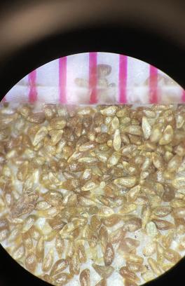 Seeds viewed under a microscope