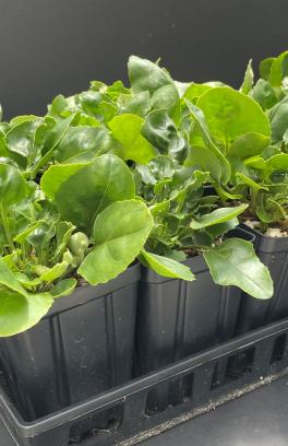 Penstemon ovalis in 4 inch containers