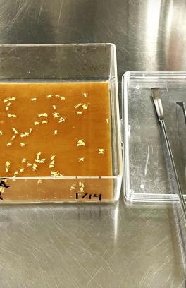 Seeds in a germination trial dish