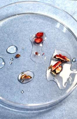 Seeds dissected for Tetrazolium viability testing