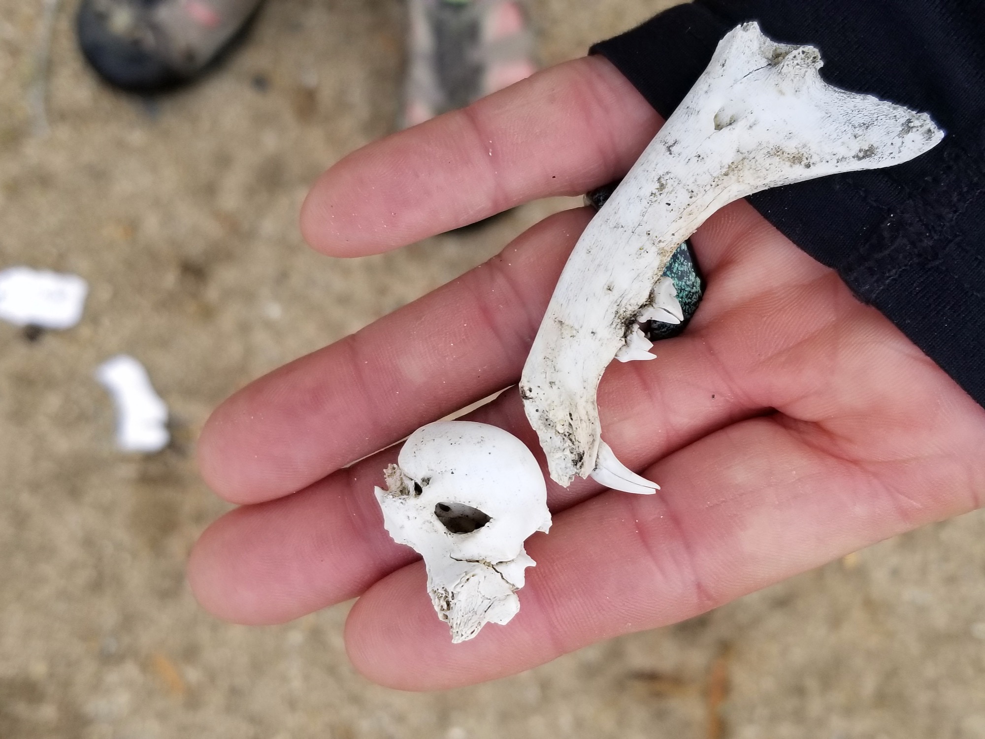 The image is of a palm with small animal bones on it.