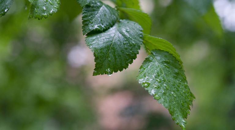 tree branch with leaves