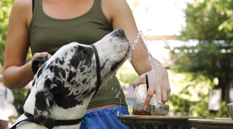 dog drinking out of a benson bubbler