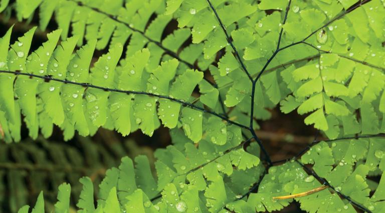 Close up of a fern