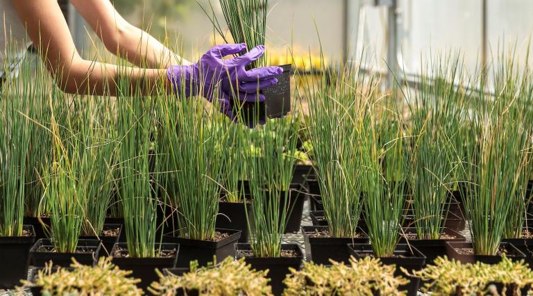 hands dealing with plants