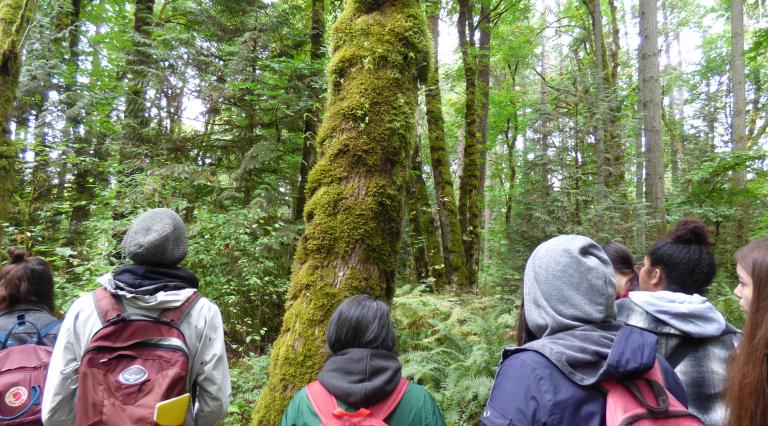 Indigenous Traditional Ecological & Cultural Knowledge certificate students looking up in forest