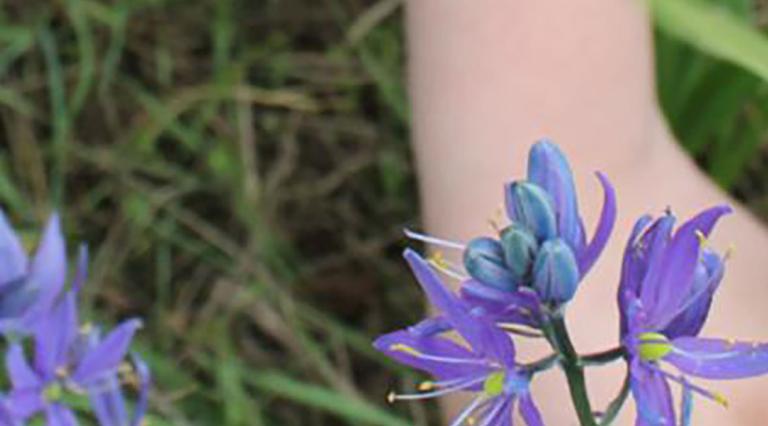 Camas flowers