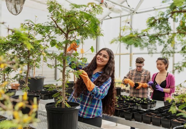 Students working with plants in a green house. 