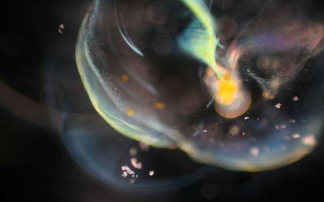 Appendicularian feeding on cyanobacterium