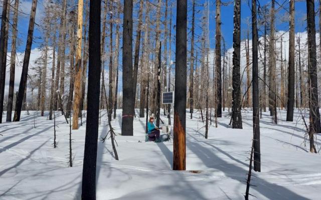 A researcher kneels in deep snow surrounded by charred tree trunks and scientific monitoring equipment