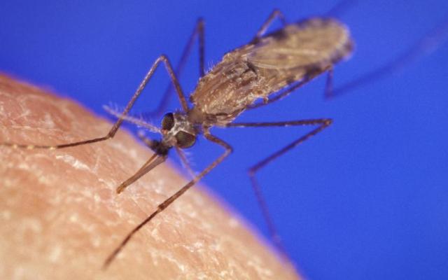An Anopheles gambiae mosquito feeding on human skin against a blue background