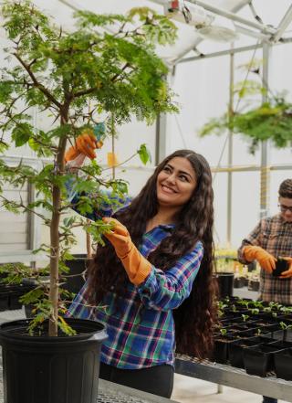 Student in greenhouse prunes a potted tree