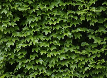Wall of green ivy