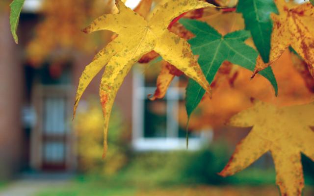 One yellow leaf and one green leaf hanging from a tree in the foreground with a blurry building in the background
