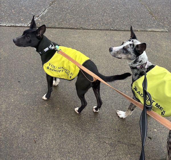 Two dogs at Oregon Dog Rescue