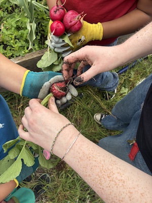 Students hold radishes