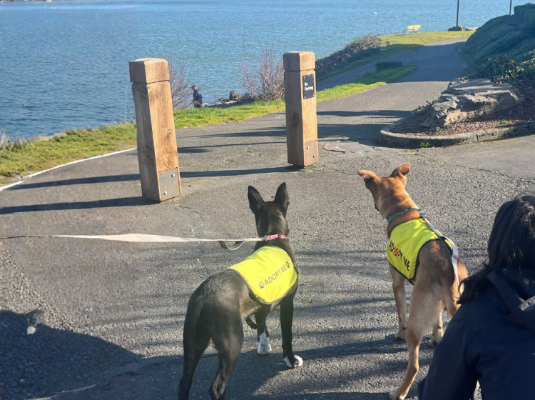 Dog walking with the Oregon Dog Rescue