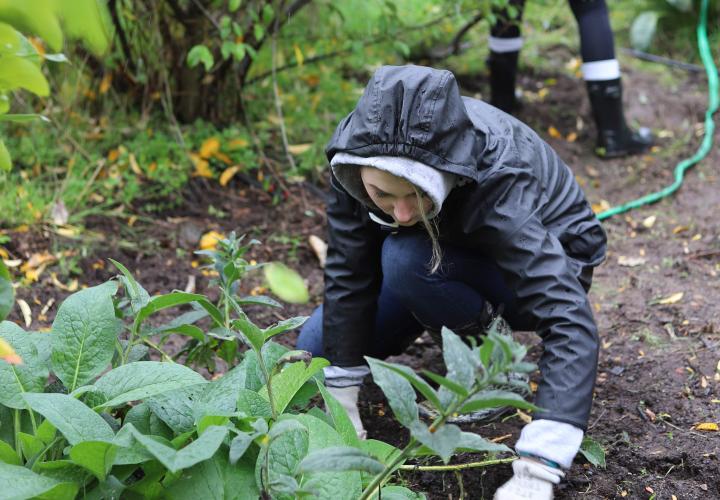 Kneeling student bends over plants while working in the garden 