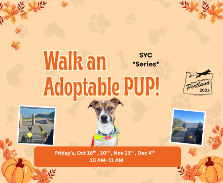 Fall dog walking