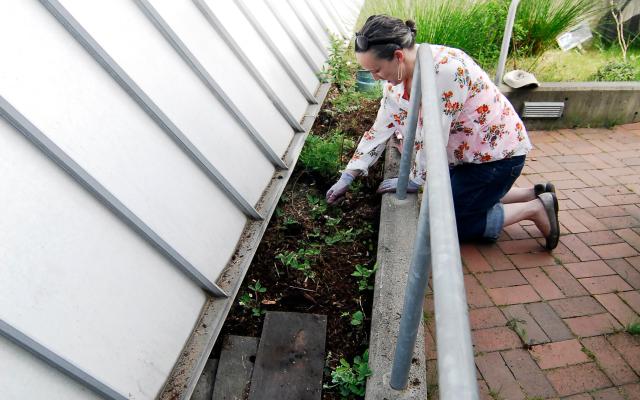 Gardening on the NASCC rooftop