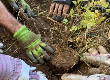 3 sets of gloved hands planting a young plant in the ground