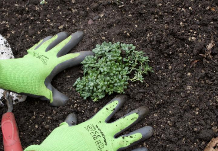 Two green gloves are shown planting a green plant in soil.