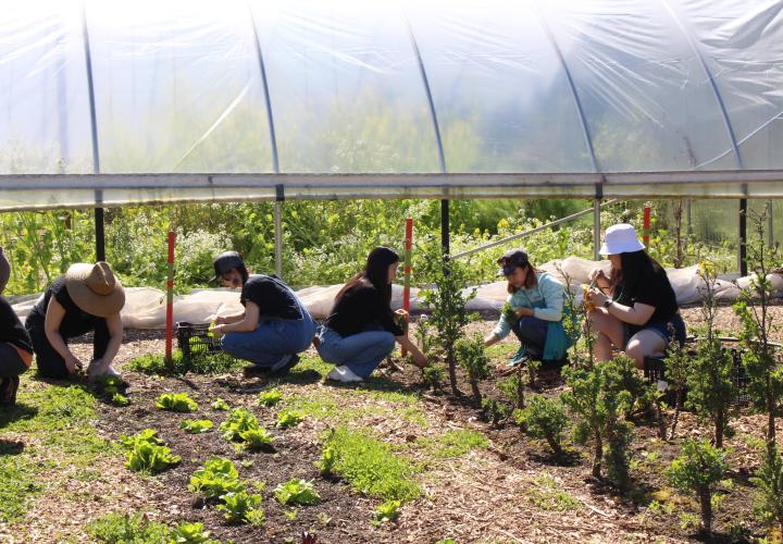 A group of four students is shown harvesting plants in front of a greenhouse;
