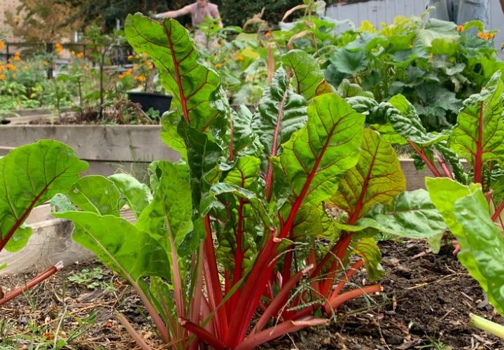 chard in a raised garden bed