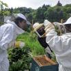 three people in protective suits looking at bees