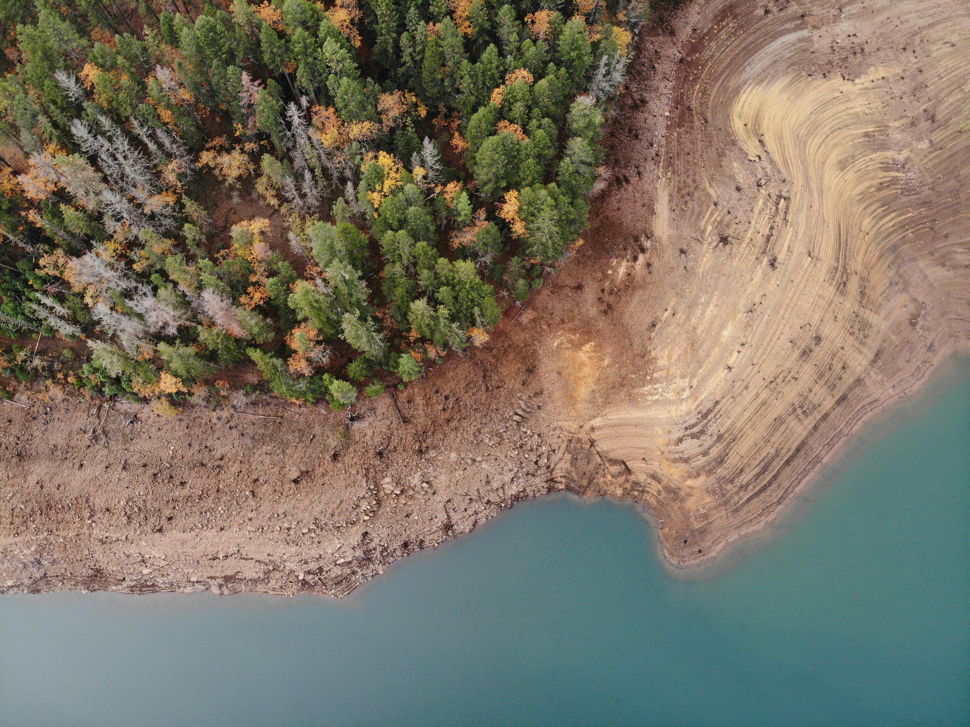 A birds-eye view of conifer trees next to the shore of a reservoir.