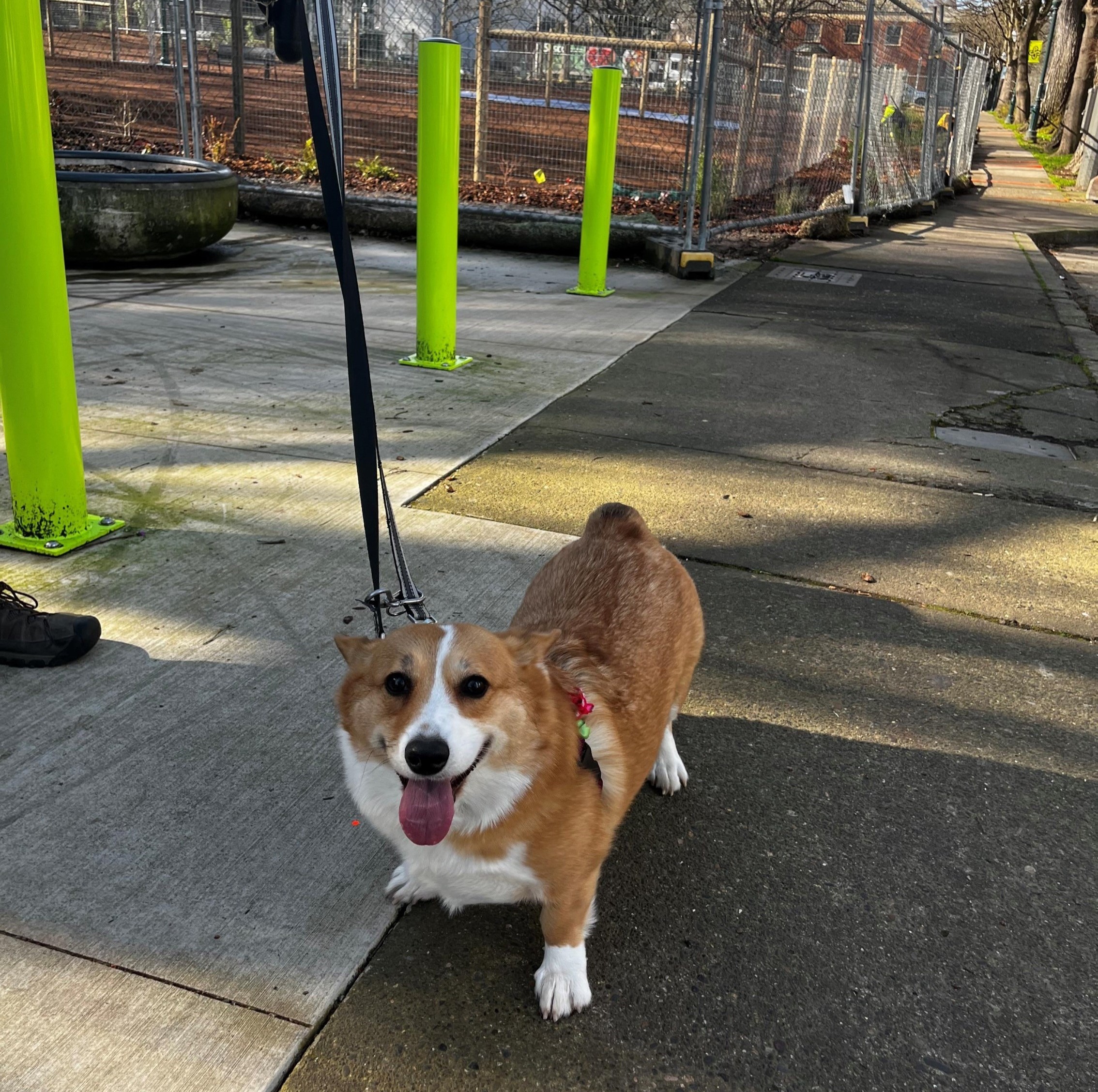 Picture of a brown and white corgi in front of fenced area that will become PSU's new dog park