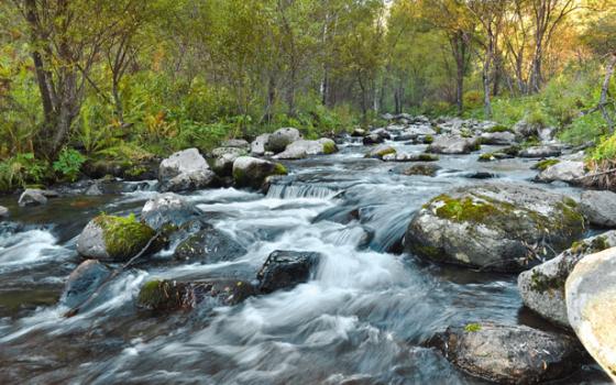 river flows swiftly over rocks with trees along the bank