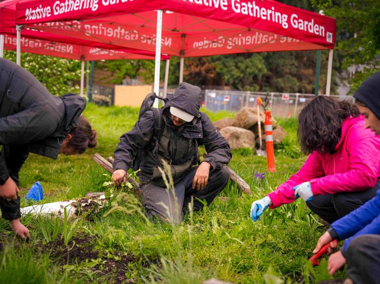 A group of people pulls weeds in a field