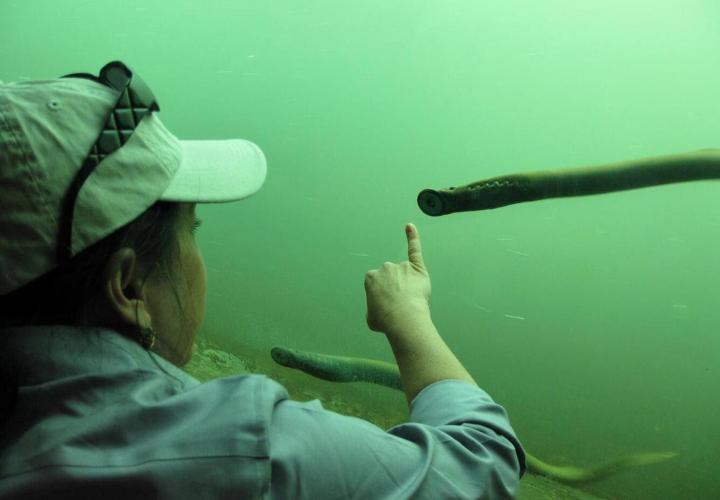 Woman is pointing at a lamprey through a glass window