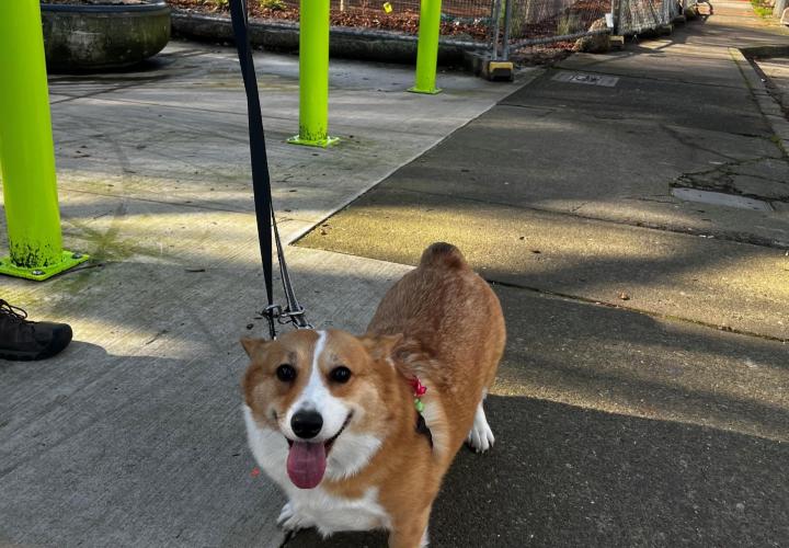 Picture of a brown and white corgi in front of fenced area that will become PSU's new dog park