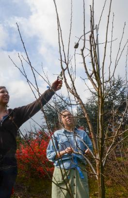 community orchard