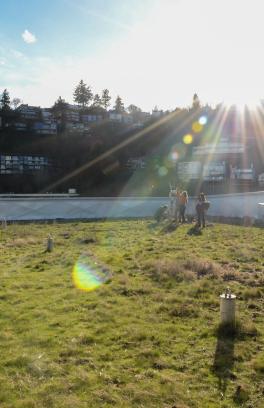 green roof 