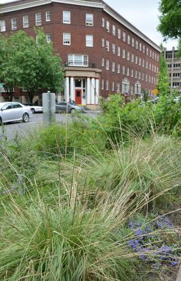 native garden 
