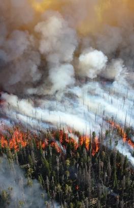 Oregon forest fire with billowing smoke